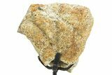 Dinosaur (Triceratops) Frill Shield Section w/ Stand - South Dakota #363556-1
